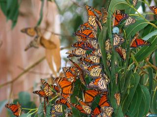 обои Множество разноцветных бабочек заполонившие всю ветку фото