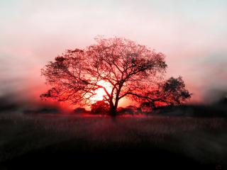 обои Прелестный закат на фоне дерева фото