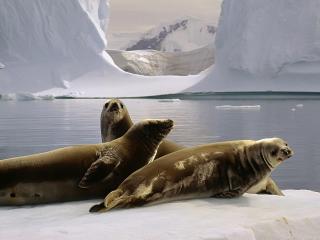 обои Тюлени отдыхают на льду фото