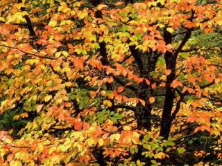 обои Буковое Дерево Осенью,   Вашингтонский Парк,   Портленд фото