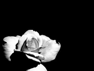 обои Белый цветок на черном фоне фото