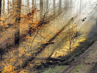 обои Солнце среди деревьев в осеннем лесу фото