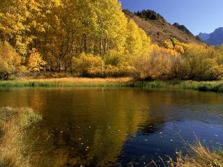 обои Осенний лес и озеро фото