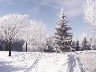 обои Зимняя дорога,   заснеженного леса фото