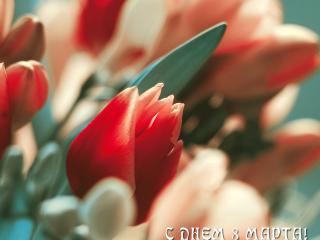 обои Весенние тюльпаны фото