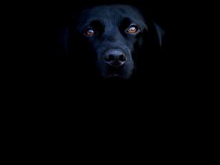 обои Чёрная собака в темноте фото