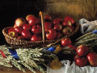 обои для рабочего стола: Яблочный урожай