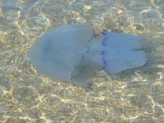 обои Нашествие медуз фото