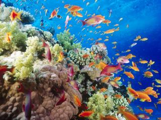 обои Разноцветные рыбы и кораллы фото