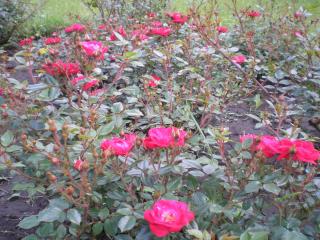 обои Садовые красные розы фото