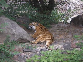 обои Тигр отдыхает у камня фото