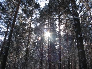 обои Лучик солнца среди деревьев фото