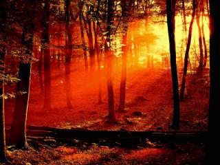 обои Красный лес от солнечного света фото