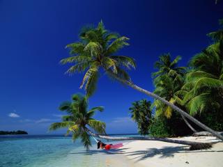 обои Пальмы на берегу Индийского океана фото