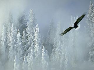 обои Орлан над заснеженным лесом фото