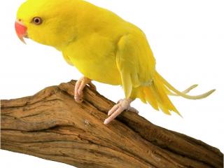 обои Жёлтенький попугайчик фото