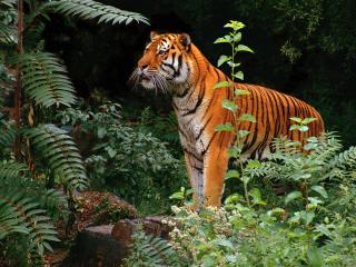 обои Тигр в зелёной засаде фото