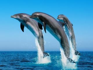 обои Три серых дельфина фото
