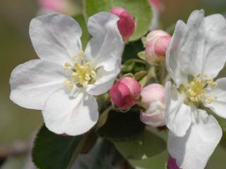 обои Цветы яблони крупным планом фото