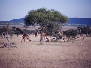 обои Жирафы в саванне фото