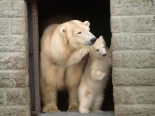 обои Белые медведи в зоопарке фото