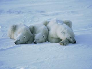 обои Три медведя спят фото