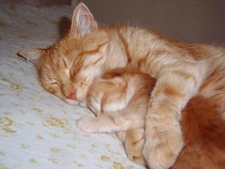 обои Кошка мама и котьонок фото