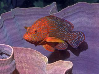 обои Красная рыба в грибовидном каралле фото