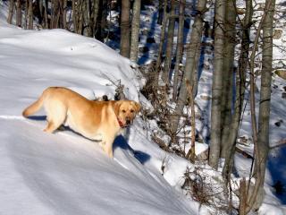 обои Собака в снежном лесу фото