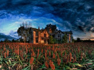 обои Заброшенный дом на кукурузном поле фото