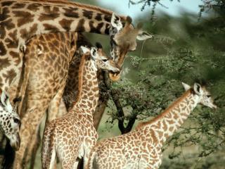 обои Жираф с детенышами африка фото