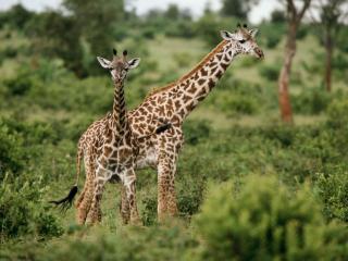 обои Жирафы в среде обитания африка фото