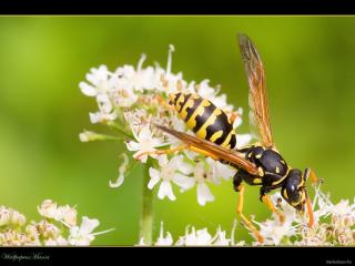 обои Пчела собирает нектар фото