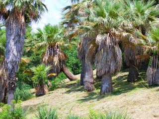 обои Древнии пальмы фото