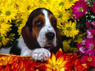 обои Красивая собака с большими ушами в окружении цветов фото