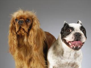 обои Две красивых внимательных собачки: коричневая и черно-белая фото