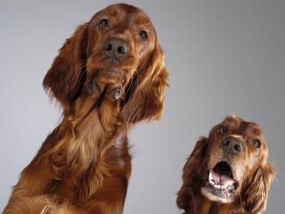 обои Две красивых внимательных собачки коричневого цвета фото