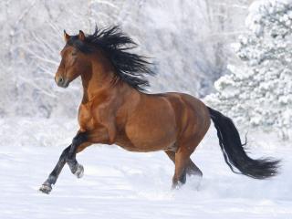 обои Красивая бежащая коричневая лошадь на снегу фото