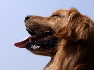 обои Красивая волсатая коричневая собачка с большим языком фото