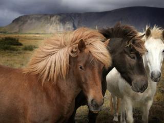 обои Три красивых разноцветных лошадки на поле фото