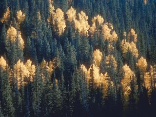 обои Осень в еловом лесу фото