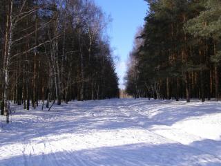 обои Сказочно красивый русский лес фото