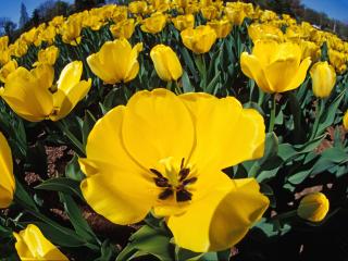 обои Желтые красивые цветы на поле фото