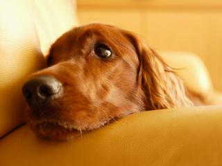 обои Красивая скучающяа собачка опустившая голову на диван фото