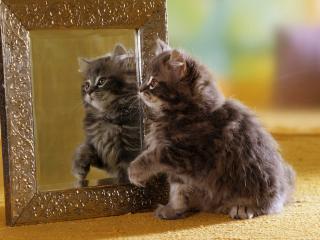обои Маленький котеночек смотрящий в рамку с еркалом фото