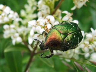 обои Красивый зеленый жук сидящий на белом цветке фото