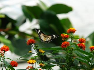 обои Красивая бабочка пролетащая над красно-желтыми цветами фото