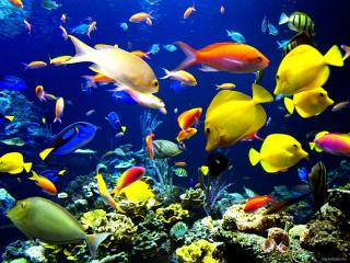 обои Красочный подводный мир фото