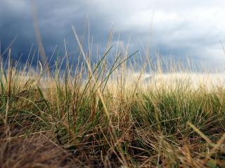 обои Полусухая трава на фоне синего неба фото