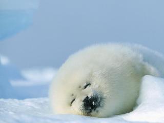 обои Гренландский тюлень спит фото